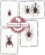 Scientific lot no. 68 Attelabidae (5 pcs)