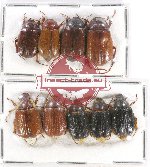 Scientific lot no. 144 Melolonthinae (9 pcs)