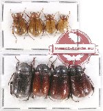 Scientific lot no. 142 Melolonthinae (8 pcs)