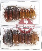 Scientific lot no. 143 Melolonthinae (10 pcs)