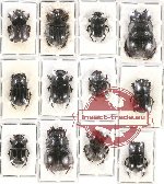 Scientific lot no. 590 Coprophaga (12 pcs)