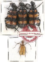 Scientific lot no. 64 Meloidae (4 pcs)