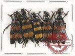 Scientific lot no. 59 Meloidae (5 pcs)