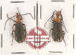 Scientific lot no. 62 Meloidae (2 pcs)