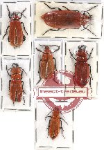 Scientific lot no. 60 Meloidae (6 pcs)