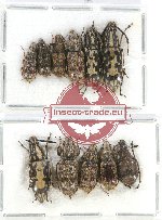 Scientific lot no. 101 Anthribidae (11 pcs)