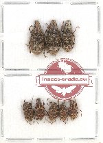 Scientific lot no. 100 Anthribidae (8 pcs)