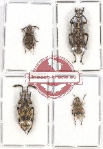 Scientific lot no. 99 Anthribidae (4 pcs)