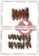 Scientific lot no. 115 Elateridae (21 pcs)