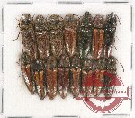 Scientific lot no. 126 Elateridae (15 pcs)