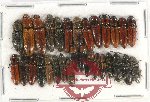 Scientific lot no. 118 Elateridae (30 pcs)