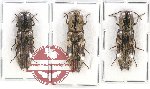 Scientific lot no. 116 Elateridae (3 pcs)