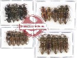 Scientific lot no. 124 Elateridae (20 pcs)