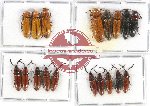 Scientific lot no. 123 Elateridae (18 pcs)