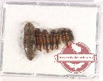 Scientific lot no. 105 Elateridae (7 pcs)