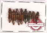 Scientific lot no. 108 Elateridae (8 pcs)