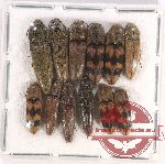 Scientific lot no. 108B Elateridae (12 pcs)