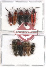 Scientific lot no. 122 Elateridae (10 pcs A-, A2)