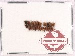 Scientific lot no. 148 Scolytidae (28 pcs)