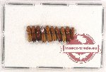 Scientific lot no. 149 Scolytidae (10 pcs)