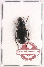 Scientific lot no. 503 Carabidae (1 pc)