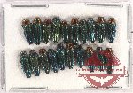 Scientific lot no. 92 Buprestidae (20 pcs)