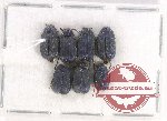 Aspidoloa cyanea (7 pcs A-, A2)