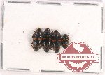 Scientific lot no. 132AB Erotylidae (4 pcs)