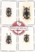 Scientific lot no. 129 Erotylidae (4 pcs)