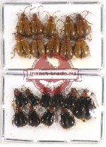 Scientific lot no. 398 Chrysomelidae (20 pcs)