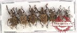 Scientific lot no. 463 Curculionidae (7 pcs)