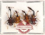 Scientific lot no. 67 Attelabidae (4 pcs)