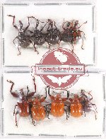 Scientific lot no. 70 Attelabidae (10 pcs)