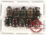 Scientific lot no. 599 Coprophaga (10 pcs)