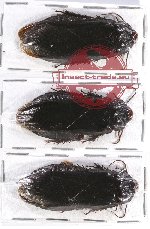 Scientific lot no. 45 Blattodea (3 pcs)