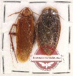 Scientific lot no. 63 Blattodea (2 pcs)