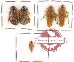 Scientific lot no. 49 Blattodea (5 pcs)