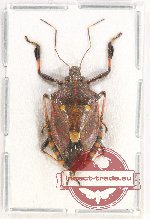 Pentatomidae sp. 41