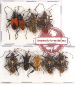 Scientific lot no. 868 Heteroptera (9 pcs A-, A2)