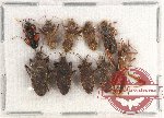 Scientific lot no. 872 Heteroptera (10 pcs)