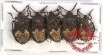 Scientific lot no. 875 Heteroptera (5 pcs)