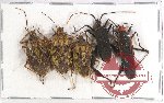 Scientific lot no. 870 Heteroptera (5 pcs A2)