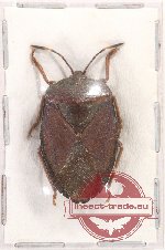 Pentatomidae sp. 43