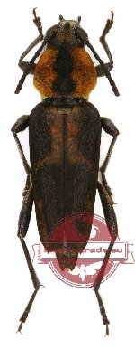 Xylotrechus variicollis (6 female, 4 male)