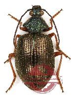 Euschizomerus denticollis