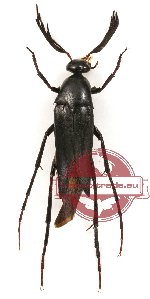 Macrosiagon pusilla (5 pcs A2 - males, females)