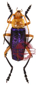 Cantharidae sp. 4