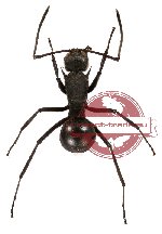 Polyrhachis sericata (10 pcs)