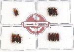 Scientific lot no. 155 Scolytidae (13 pcs)