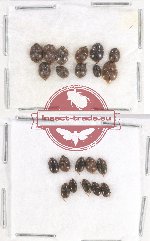 Scientific lot no. 148 Nitidulidae (21 pcs)